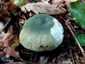 Varashátú galambgomba (Russula virescens), Budai-hegység
